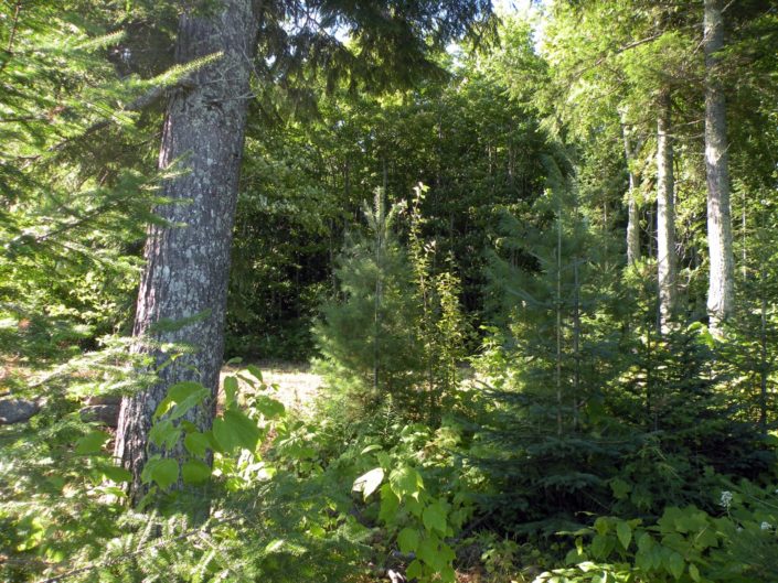 Laughing Whitefish Point (7 parcels) U.P. Waterfront